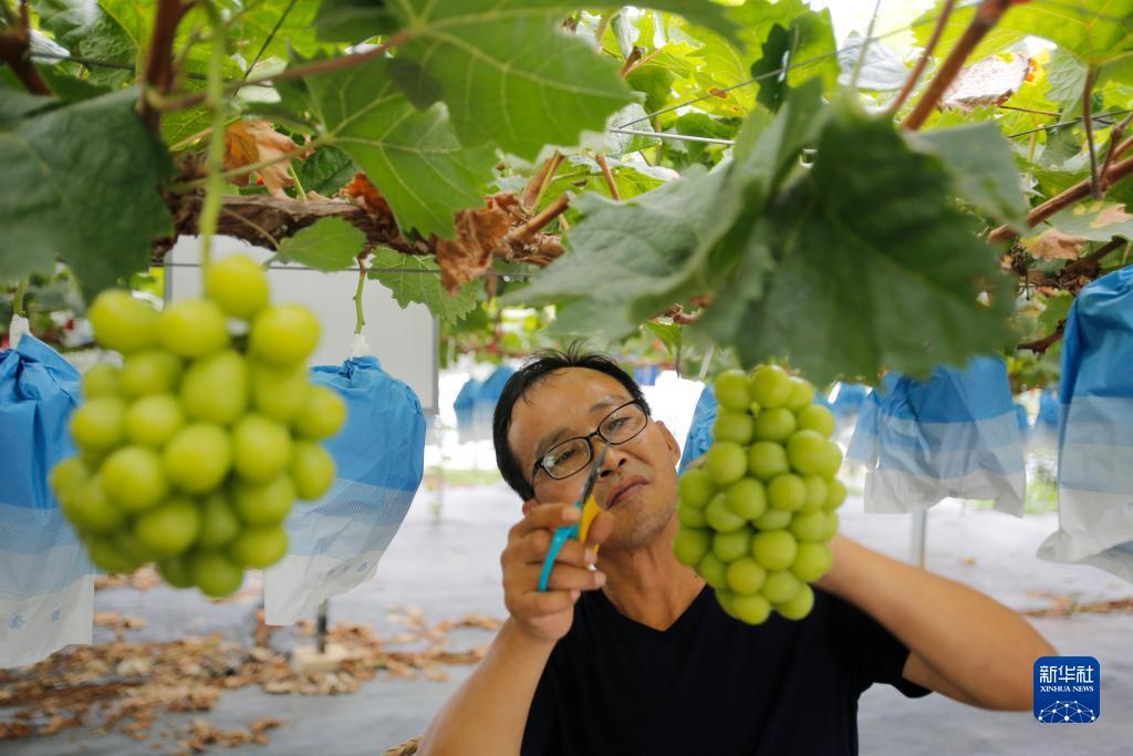 捕鱼来了秘珠属性